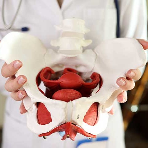 Pelvic Health Physiotherapist St Albert